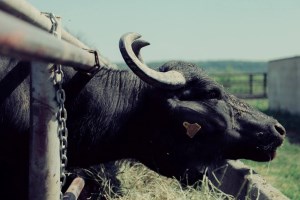 Буйволина ферма Карпатський буйвіл, екскурсія та дегустація
